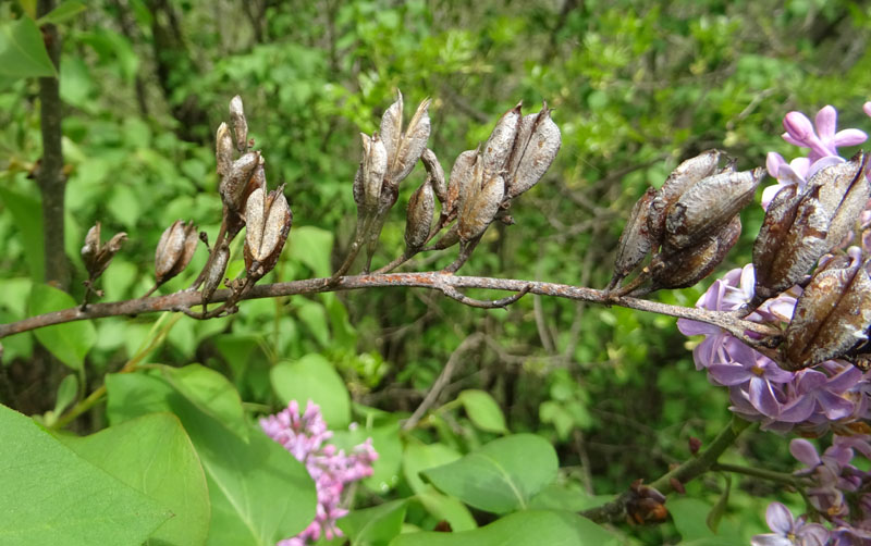 Syringa vulgaris - Oleaceae